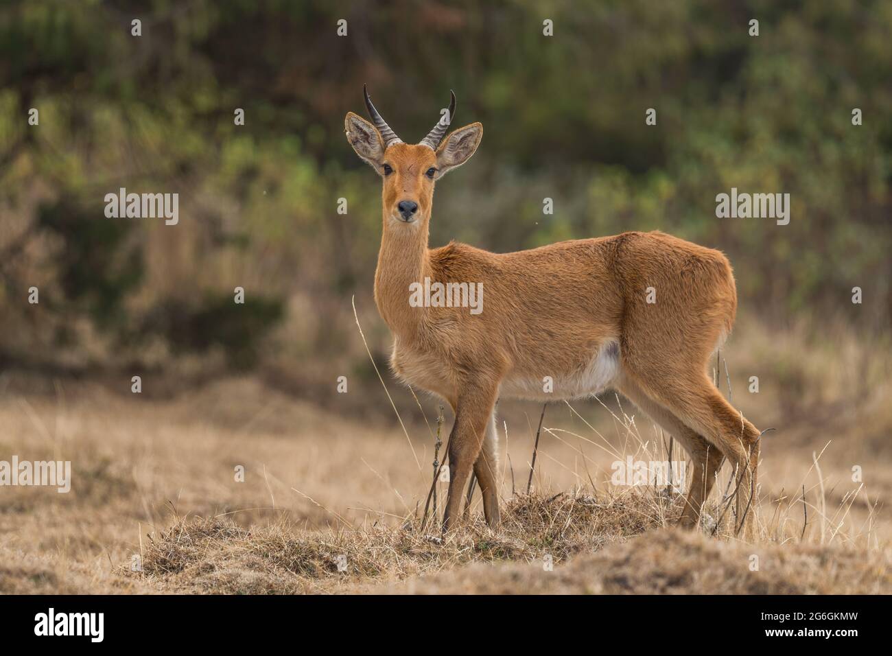 Reeduck de Bohor de l'est - Redinca redinca bohor, magnifique antilope timide endémique dans les montagnes d'Ethiopiens, les mountains de balle, en Éthiopie. Banque D'Images