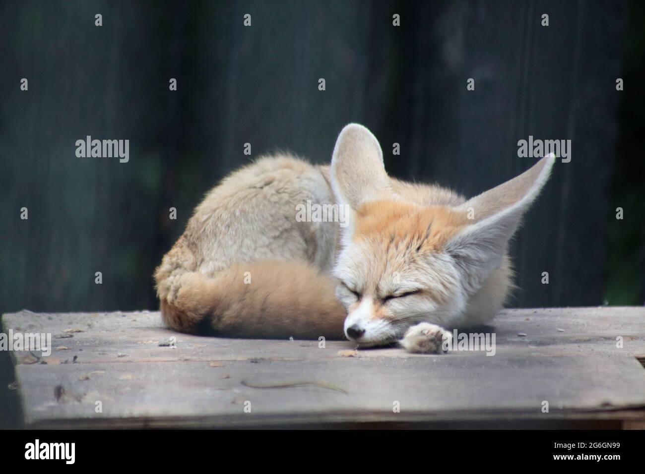 portrait de renard mignon fennec dormant sur un toit en bois Banque D'Images