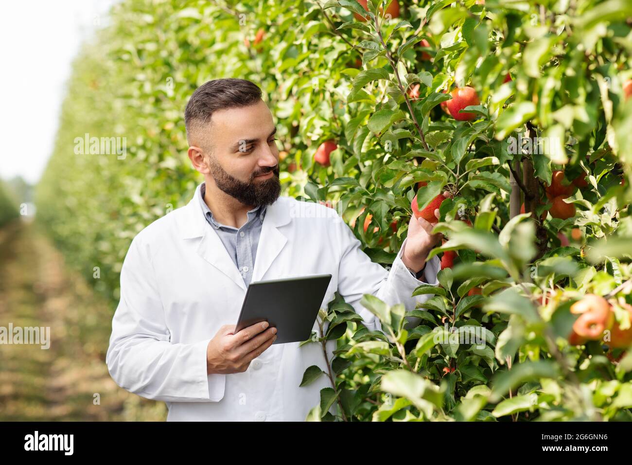 Fermier avec comprimé dans le verger de pomme. Récolte et agriculture, alimentation saine Banque D'Images