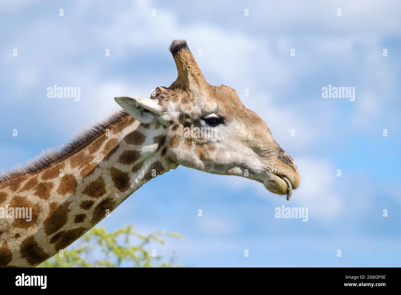 Portrait de girafe, Giraffa camelopardalis, tête. Parc national d'Etosha, Namibie, Afrique Banque D'Images