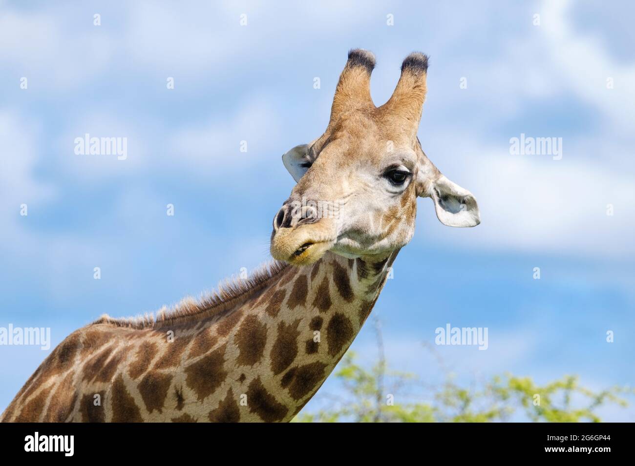 Portrait de girafe (Giraffa camelopardalis) tête.Parc national d'Etosha, Namibie, Afrique Banque D'Images