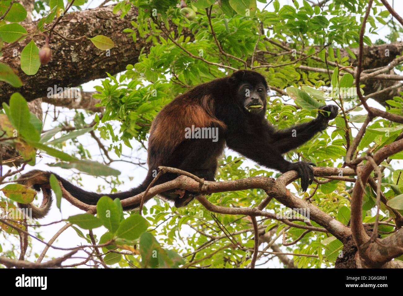 Singe mangé de Howler (Alouatta palliata) dans la forêt tropicale, Costa Rica, Amérique centrale Banque D'Images