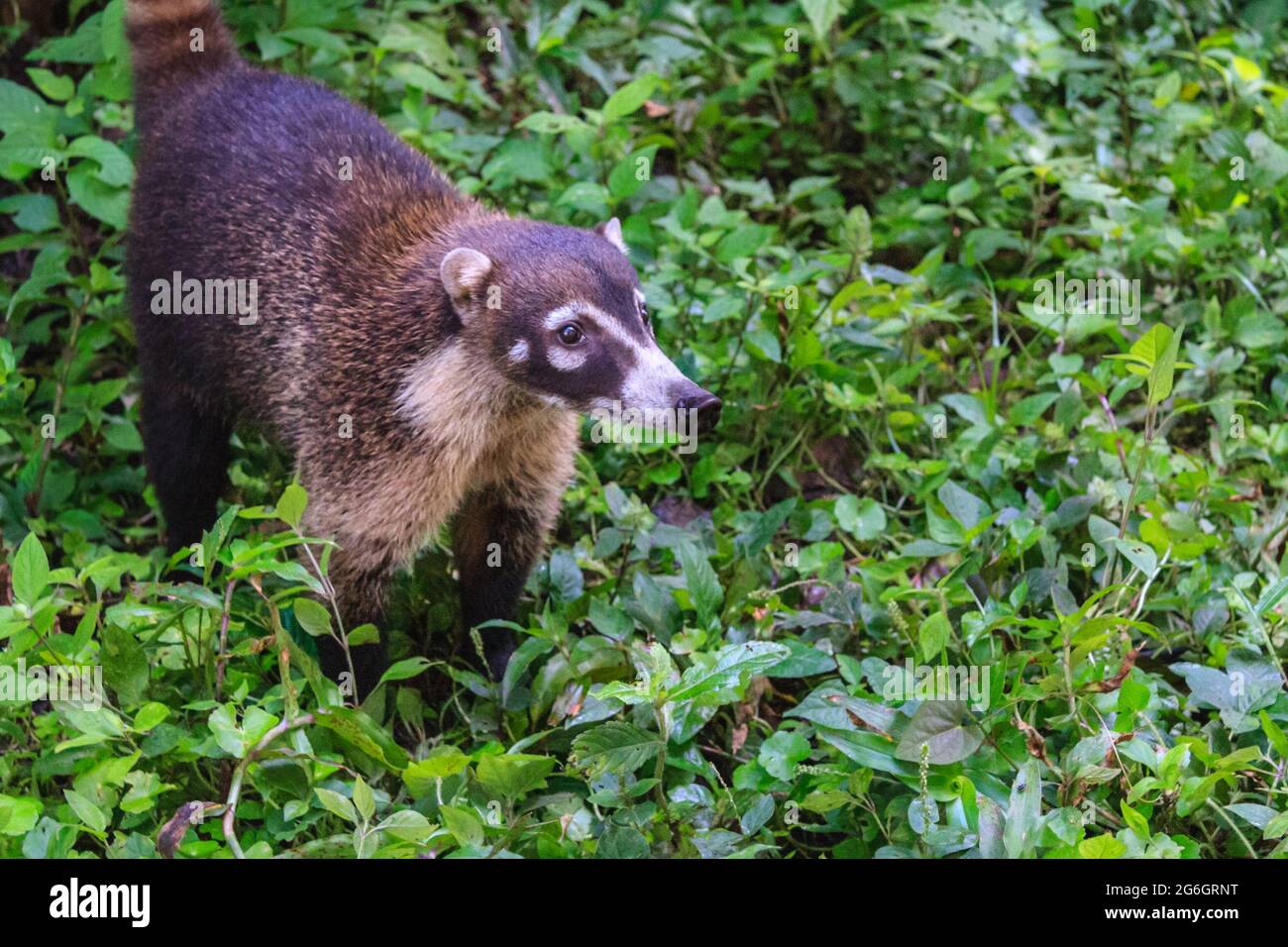 Des Coati à nez blanc (Nasua narica) se baladent dans une zone de conservation près d'Arenal, au Costa Rica Banque D'Images