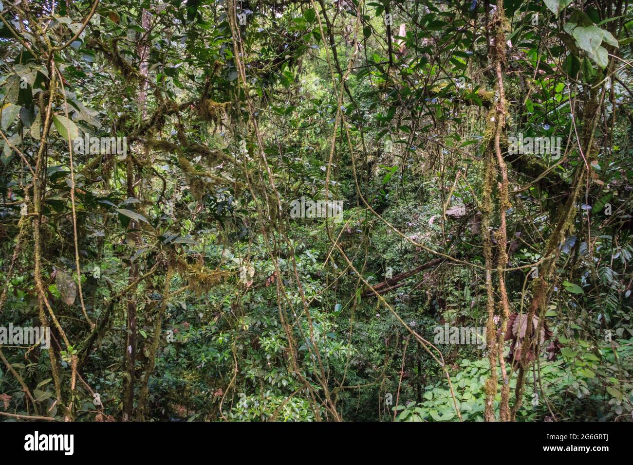 La mousse couvrait les arbres et les plantes de la jungle, la faune dense de la Réserve biologique de la Forêt-nuages de Monteverde, au Costa Rica Banque D'Images