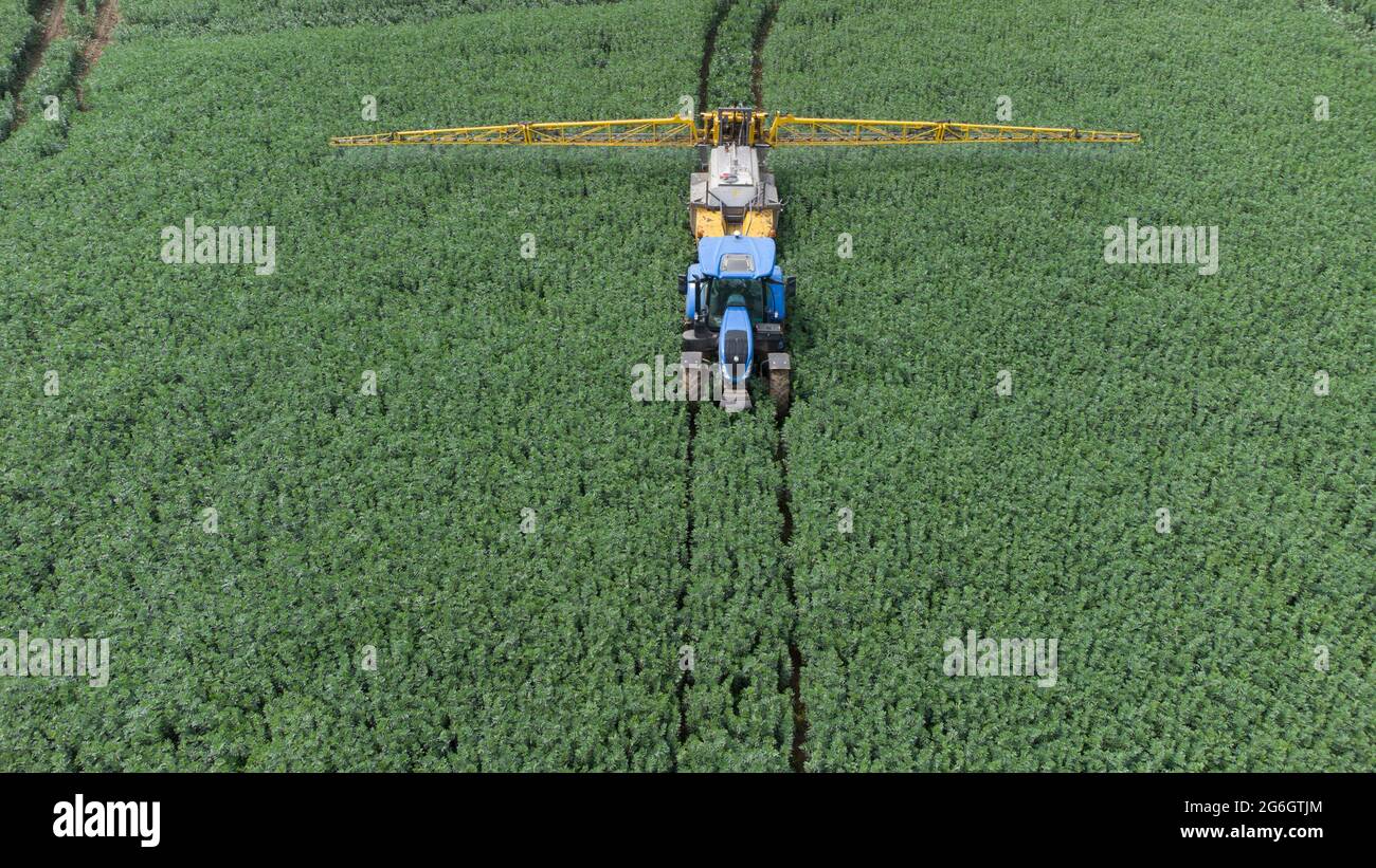 Image aérienne d'un tracteur et d'un pulvérisateur New Holland bleu dans un champ de haricots de printemps Banque D'Images