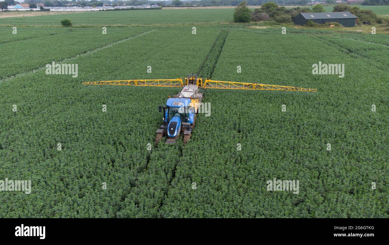 Image aérienne d'un tracteur et d'un pulvérisateur New Holland bleu dans un champ de haricots de printemps Banque D'Images