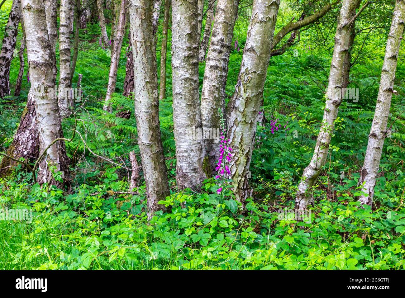 Les bouleaux argentés dans les bois au début de l'été sur Cannock Chase dans le Staffordshire West Midlands, Angleterre Banque D'Images