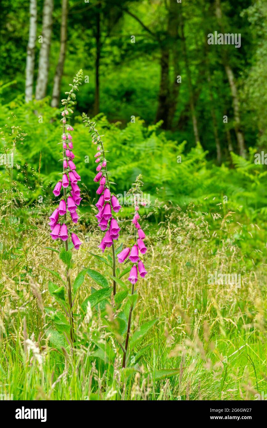 Gros plan de la fuxglove commune ou Digitalis purpurea une fleur de la famille des Plantaginaceae que l'on trouve en Europe, en Asie et en Afrique. Banque D'Images