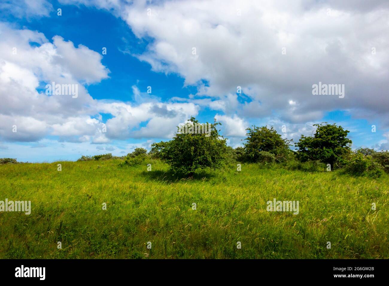 Paysage d'été à la réserve naturelle nationale de Gibraltar point près du Skegness Lincolnshire sur la côte est de l'Angleterre Banque D'Images