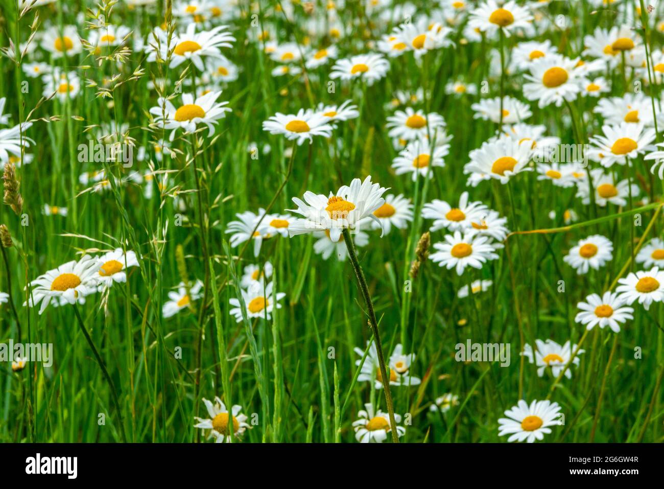 Leucanthemum vulgare ou pâquerette d'œnox également connue sous le nom de pâquerette de chien ou de lune communément trouvée dans les prairies et les pâturages. Banque D'Images