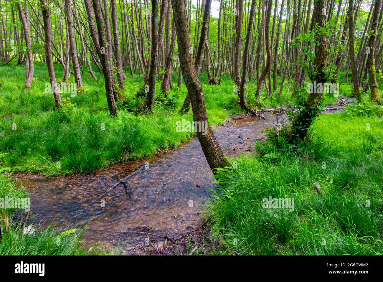Ruisseau et arbres en été dans la région de Sherbrook Valley de Cannock Chase dans Staffordshire West Midlands Angleterre Royaume-Uni Banque D'Images