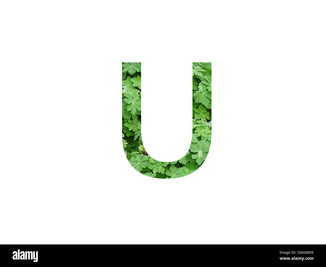 Lettre U de l'alphabet faite avec une feuille verte de geranium plante, isolée sur un fond blanc Banque D'Images