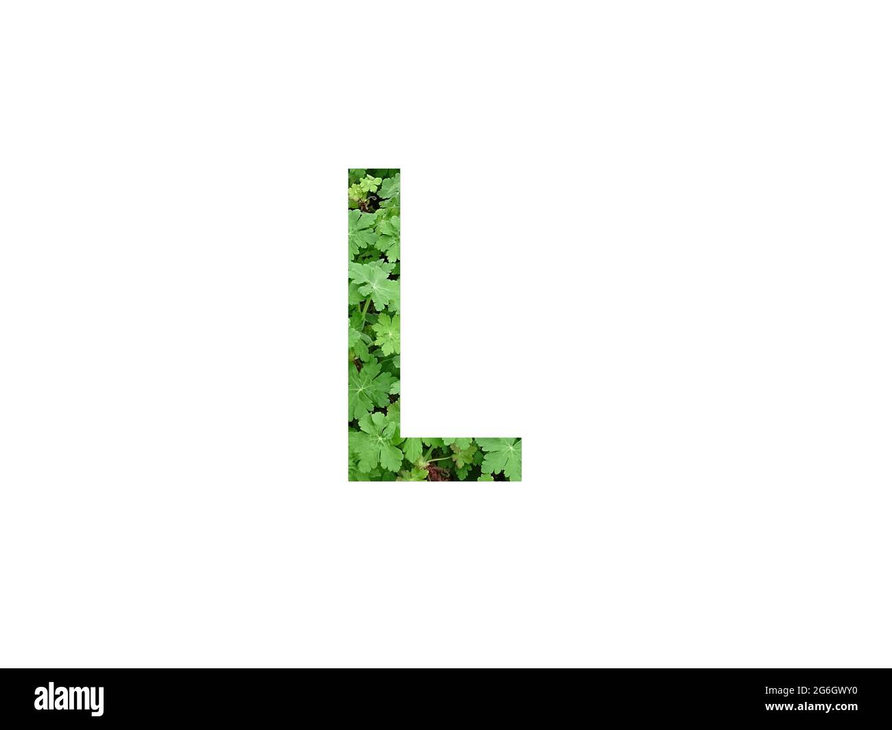 Lettre L de l'alphabet faite avec une feuille verte de géranium, isolée sur fond blanc Banque D'Images