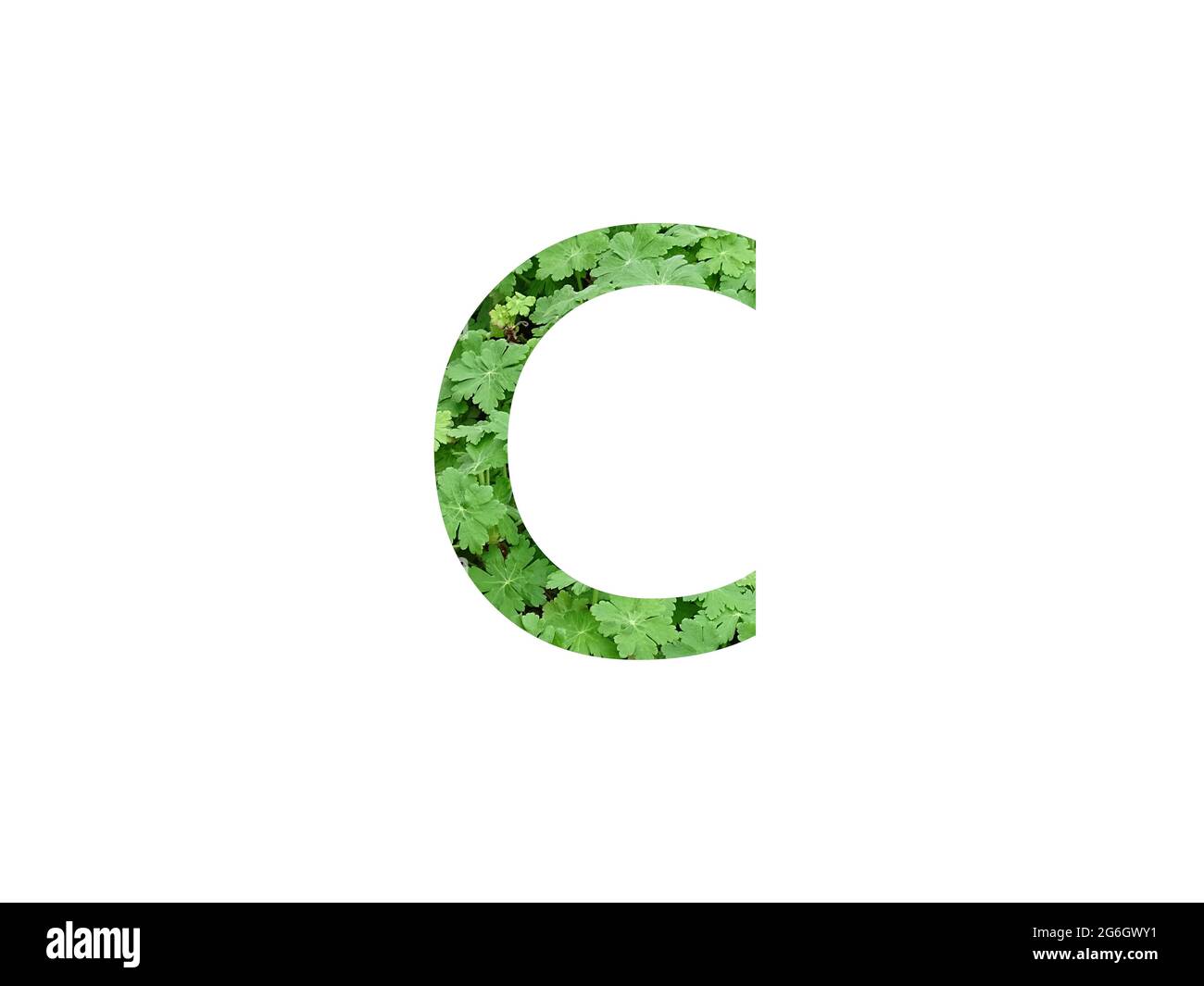Lettre C de l'alphabet faite avec une feuille verte de géranium, isolée sur fond blanc Banque D'Images
