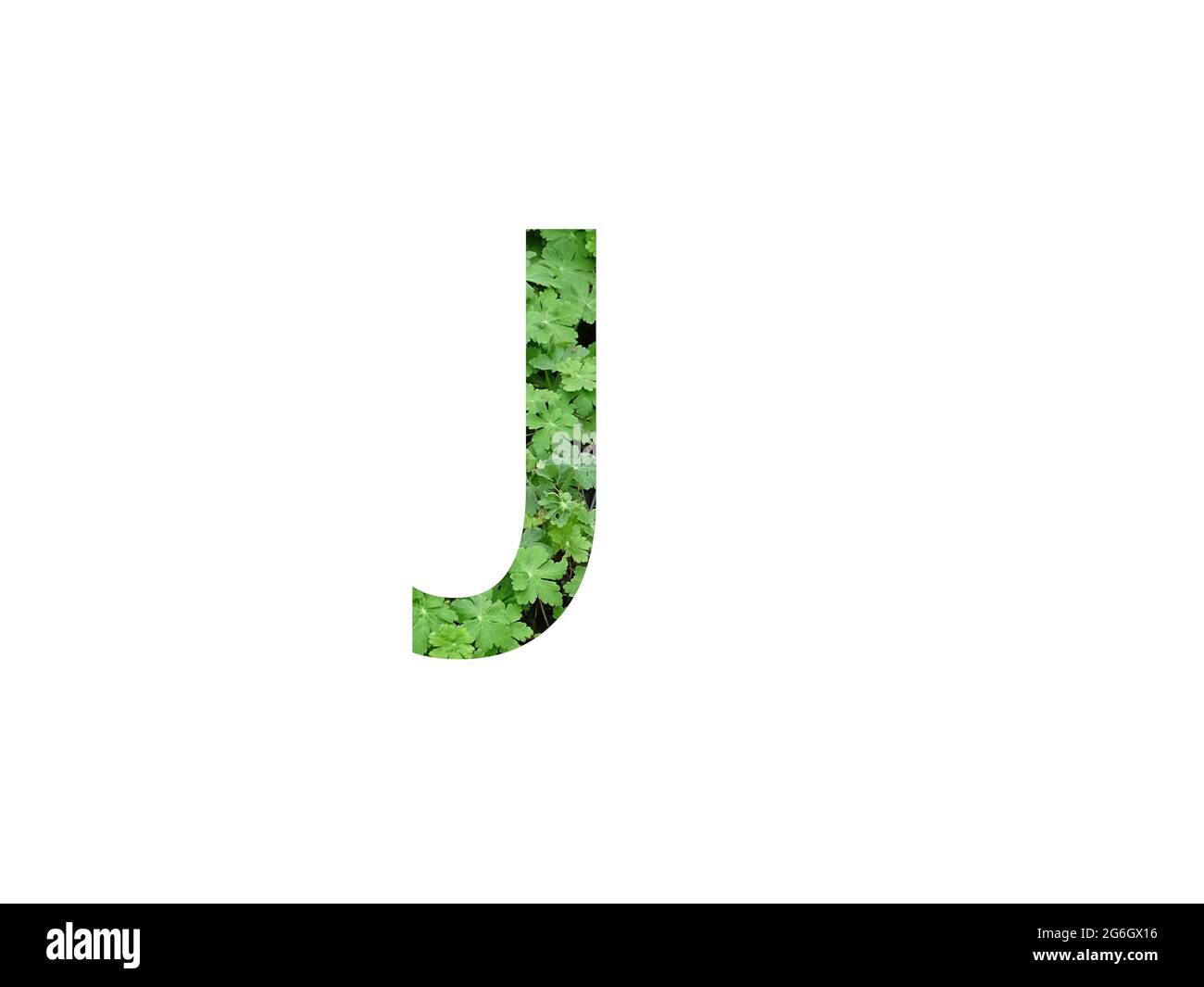 Lettre J de l'alphabet faite avec une feuille verte de géranium, isolée sur fond blanc Banque D'Images