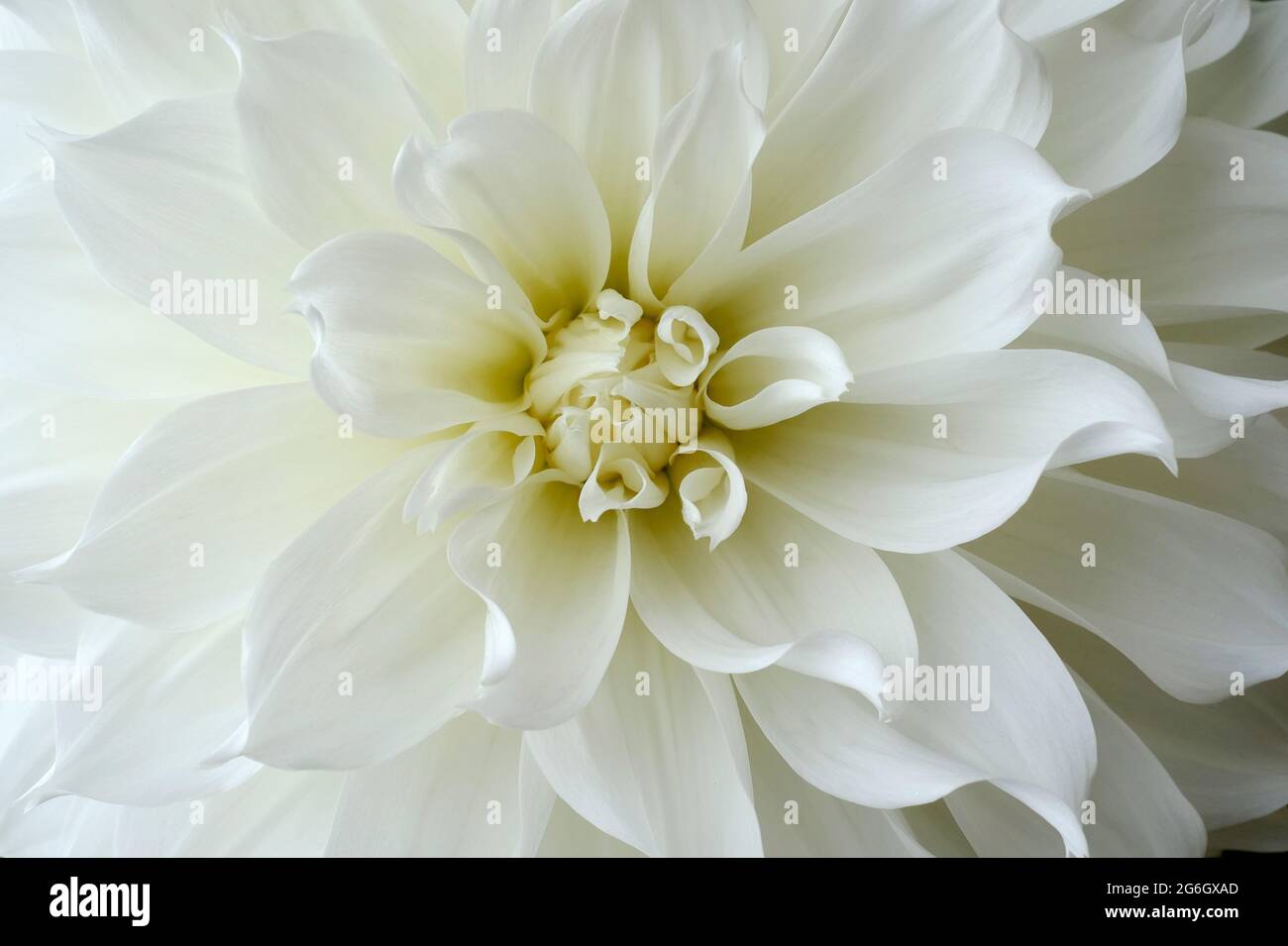 gros plan des pétales de fleurs de dahlia blancs Banque D'Images