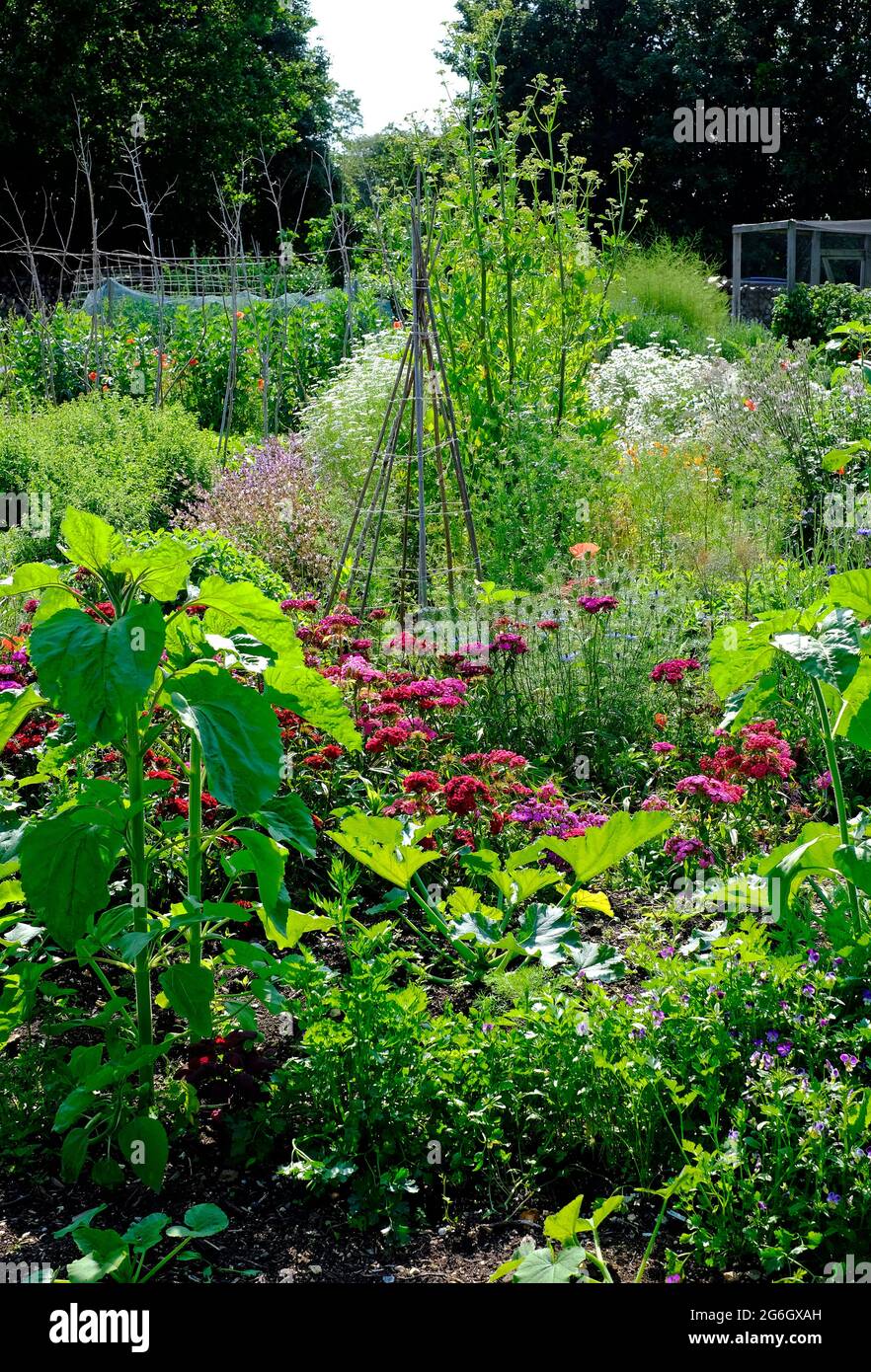 plantes poussant dans un jardin d'allotement, hampshire, angleterre Banque D'Images