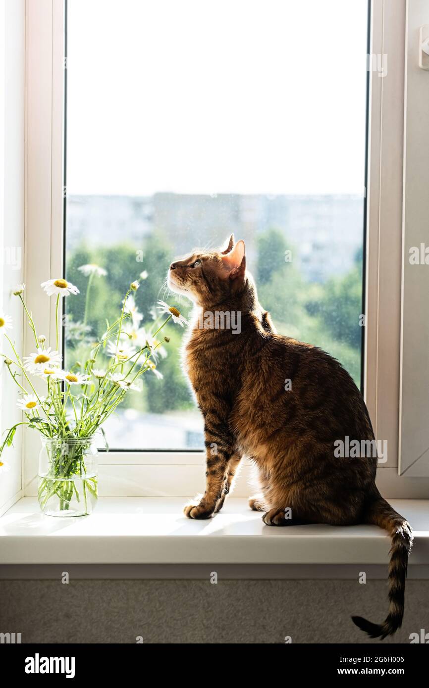 Chat Bengale. Portrait de joli chaton bengale, reposant sur le rebord de la fenêtre, près du bouquet de fleurs de Marguerite dans un pot en verre. Animal de compagnie incroyable. Banque D'Images