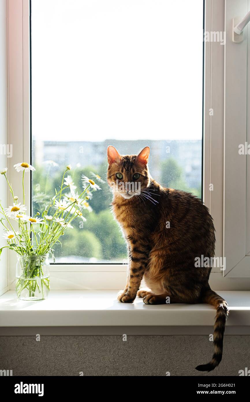 Chat Bengale. Portrait de joli chaton bengale, reposant sur le rebord de la fenêtre, près du bouquet de fleurs de Marguerite dans un pot en verre. Animal de compagnie incroyable. Banque D'Images