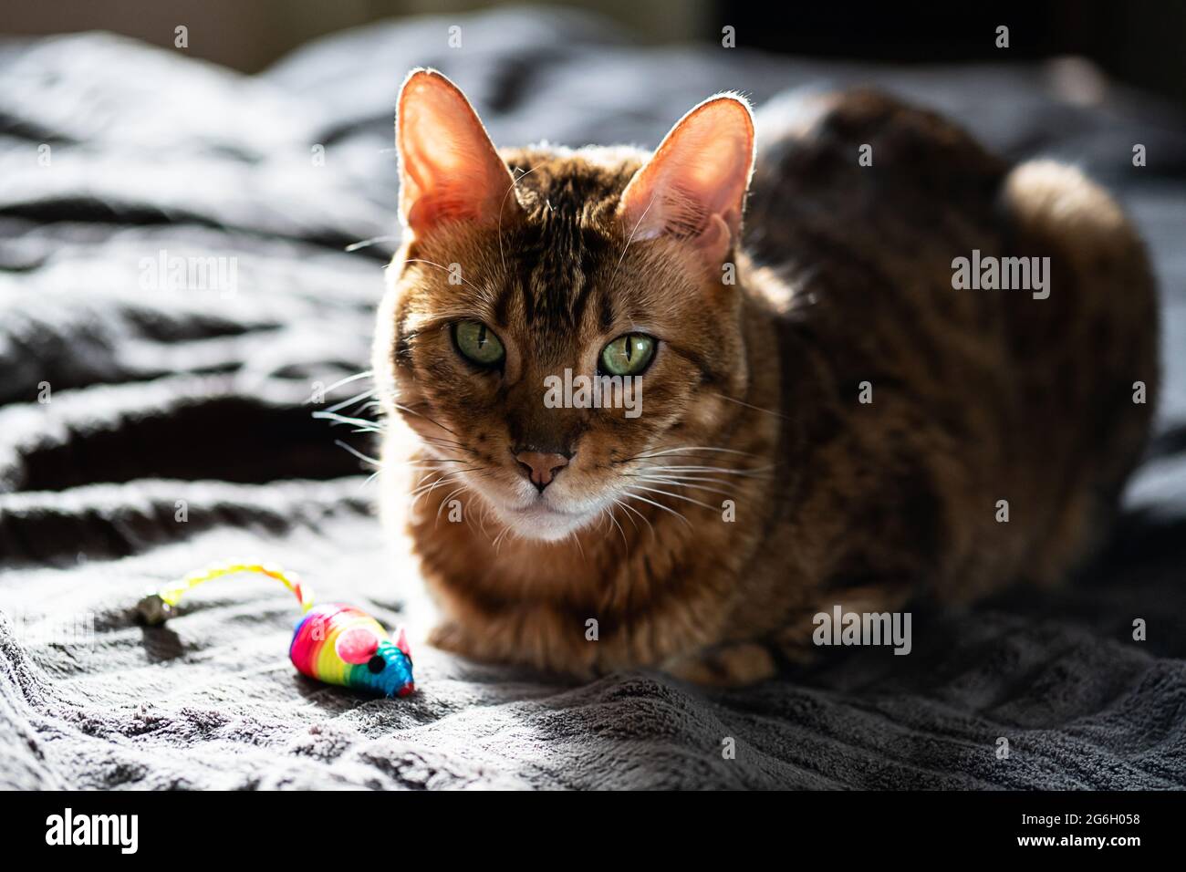 Beauté chat Bengale avec un jouet de souris arc-en-ciel. Un joli chat est à la maison avec une souris colorée. Banque D'Images