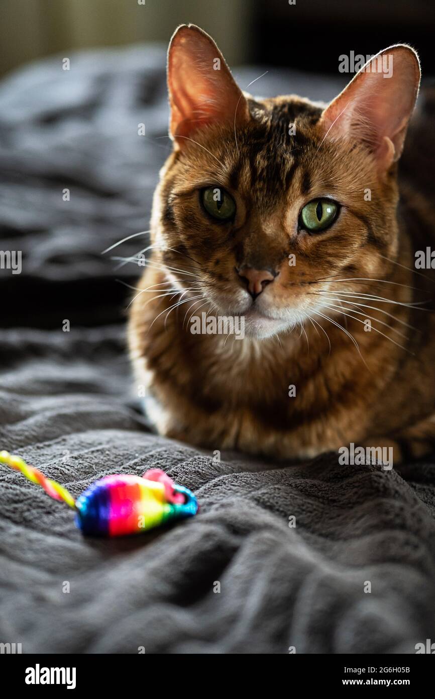 Beauté chat Bengale avec un jouet de souris arc-en-ciel. Un joli chat est à la maison avec une souris colorée. Banque D'Images