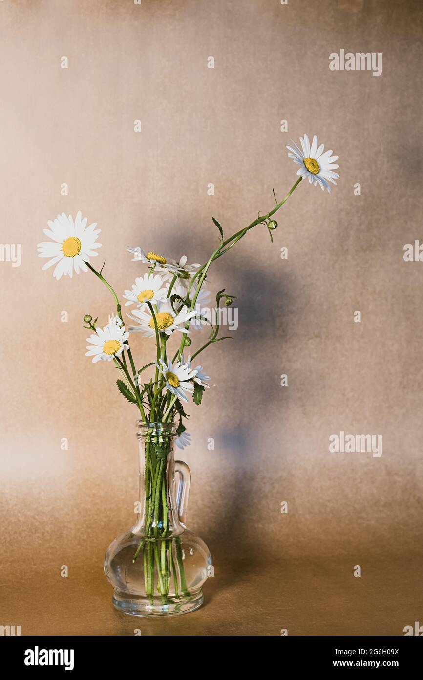 Bouquet de fleurs de Marguerite dans un vase en verre. Fleurs de camomille sur fond beige. Style boho moderne encore plus vivant avec l'espace de copie. Banque D'Images