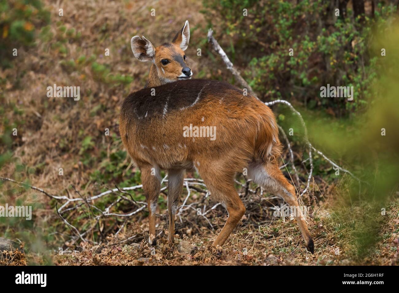 Le buck de Menelik - Tragelaphus scriptus meneliki, magnifique antilope timide endémique dans les montagnes Ethiopiennes, les montagnes de Bale, l'Éthiopie. Banque D'Images