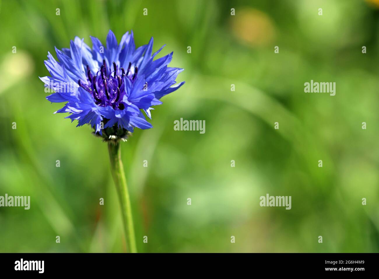 Le Cornflower bleu Centaurea Cyanus, autrefois considéré comme une mauvaise herbe des champs de céréales, maintenant une fleur sauvage très aimée. Photographié dans un pré anglais en juin Banque D'Images