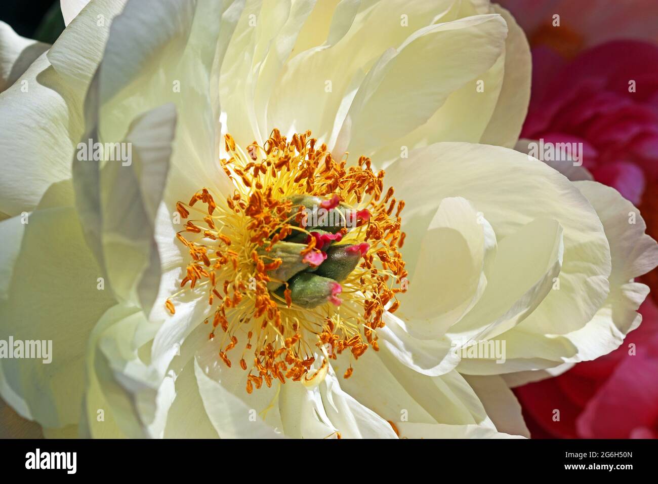 Pivoine crémeuse et blanche, mettant l'accent sur les étamines d'or et la stigmatisation des gréèmes à bout rose. Photographié sous un soleil éclatant dans un jardin anglais en juin Banque D'Images