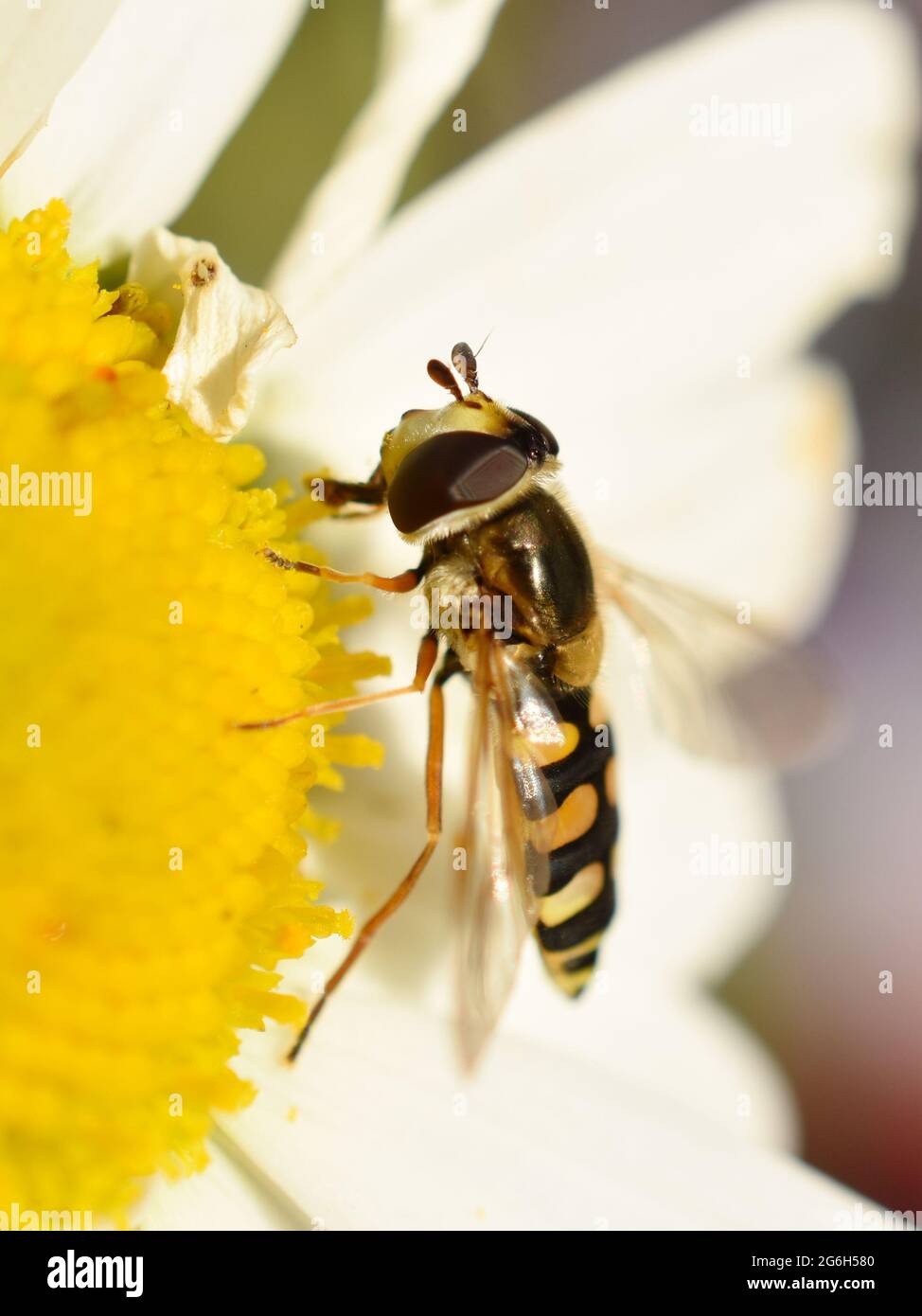 L'aéroglisseur Syrphus ribesii se nourrissant d'une fleur de Marguerite Banque D'Images