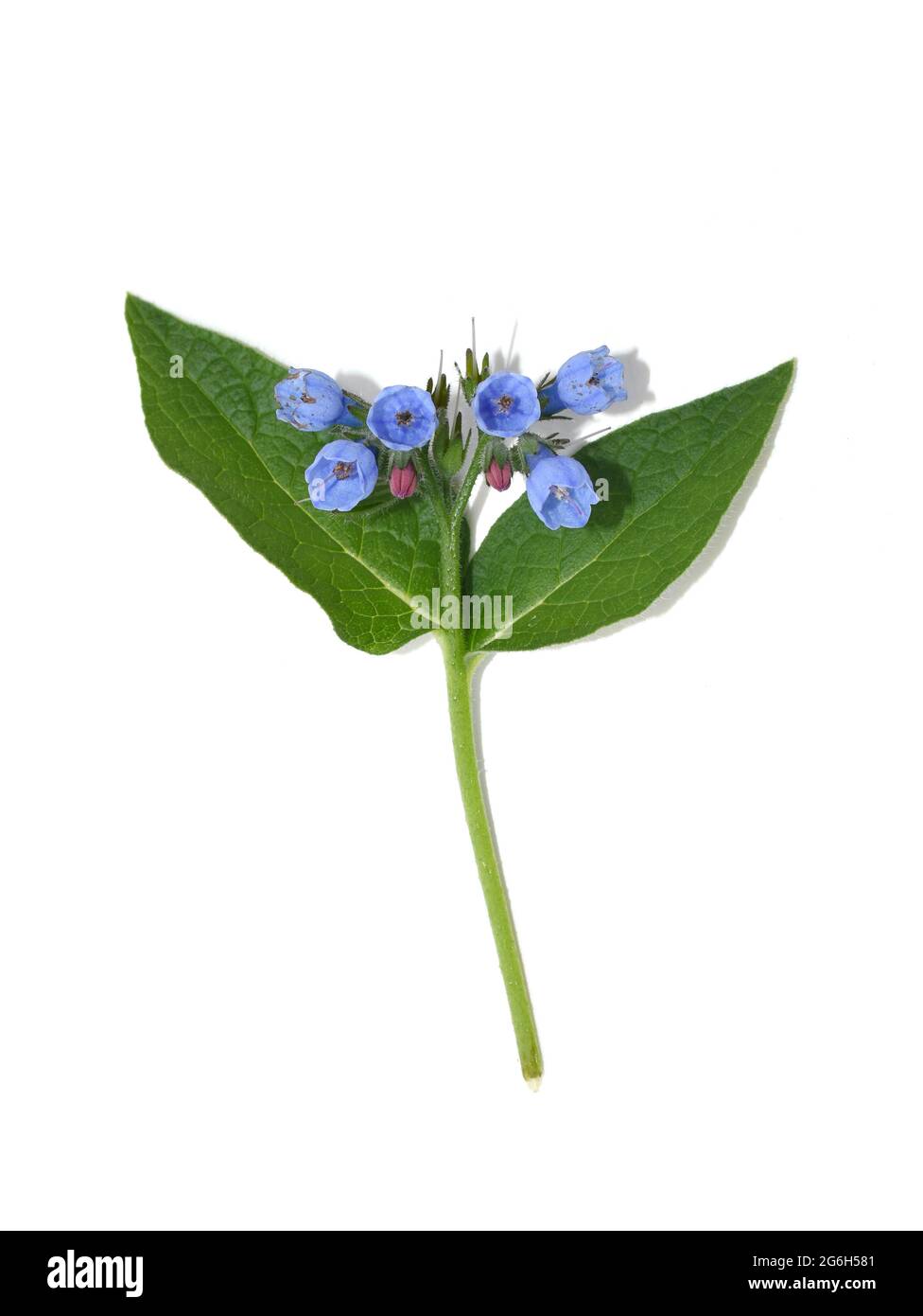 Herbe commune de la comfréy Symphytum officinale avec fleurs bleues isolées sur fond blanc Banque D'Images