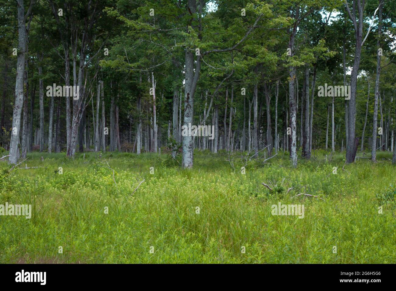 Une forêt de feuillus du nord dans les montagnes Pocono de Pennsylvanie s'est sélective pour créer une forêt de première concession, habitat pour le Golde en déclin Banque D'Images