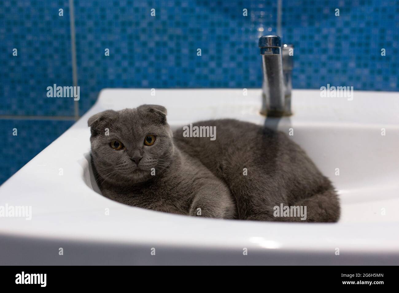 Le chaton écossais gris pliure se trouve dans un lavabo Banque D'Images