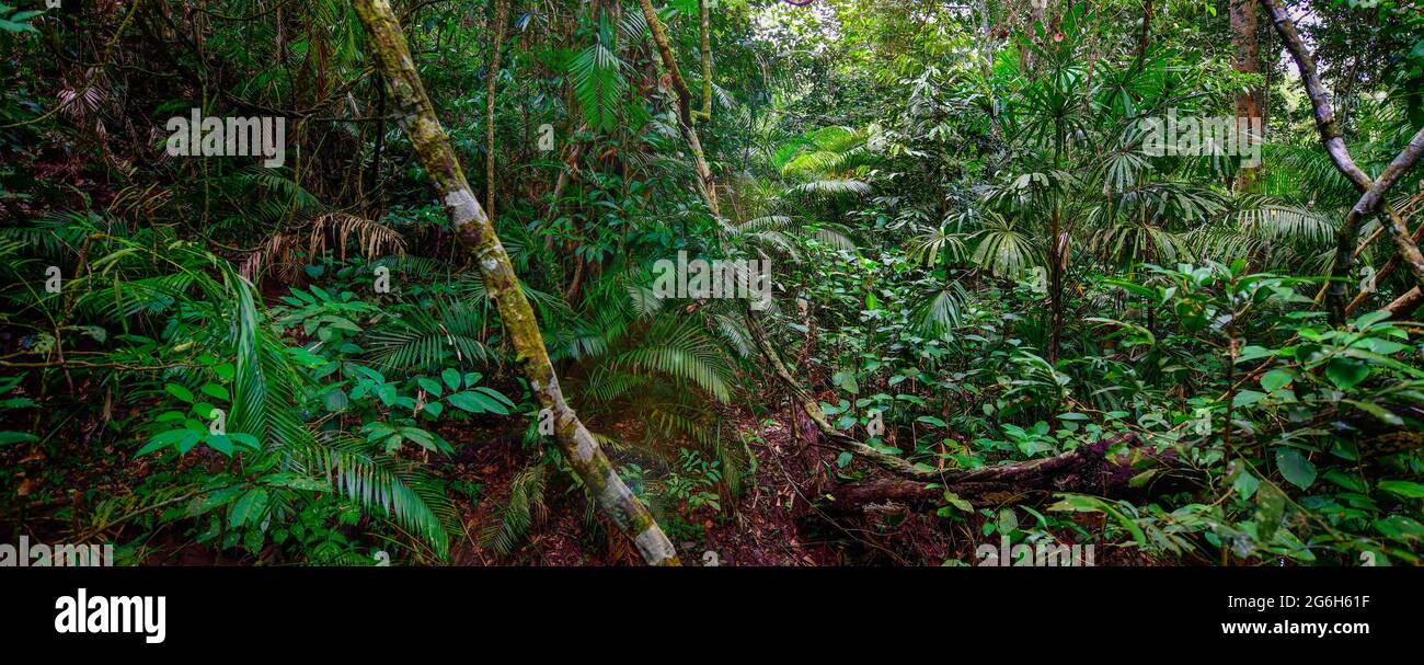 Belle nature de paysage de la pluie tropicale-forêt en Thaïlande Banque D'Images