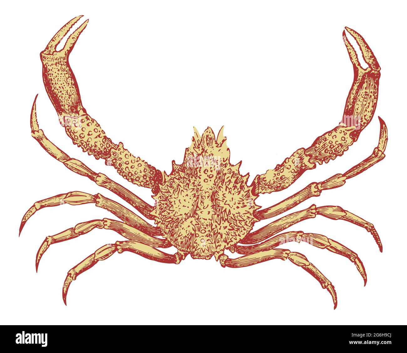 Image graphique duotone d'un crabe isolé sur fond blanc, avec un masque Banque D'Images Image graphique duotone d'un crabe isolé sur fond blanc, avec un masque Banque D'Images