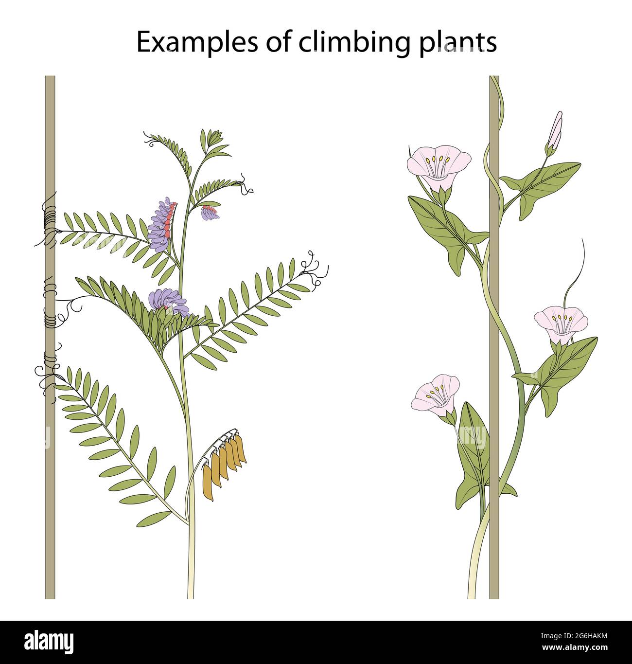 Les plantes grimpantes sont des plantes qui escaladent des arbres et d'autres grands objets Banque D'Images