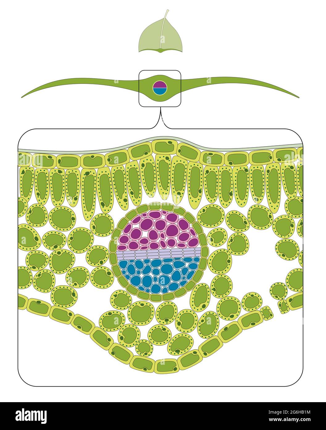 Coupe transversale du diagramme de lames. Illustration vectorielle Banque D'Images