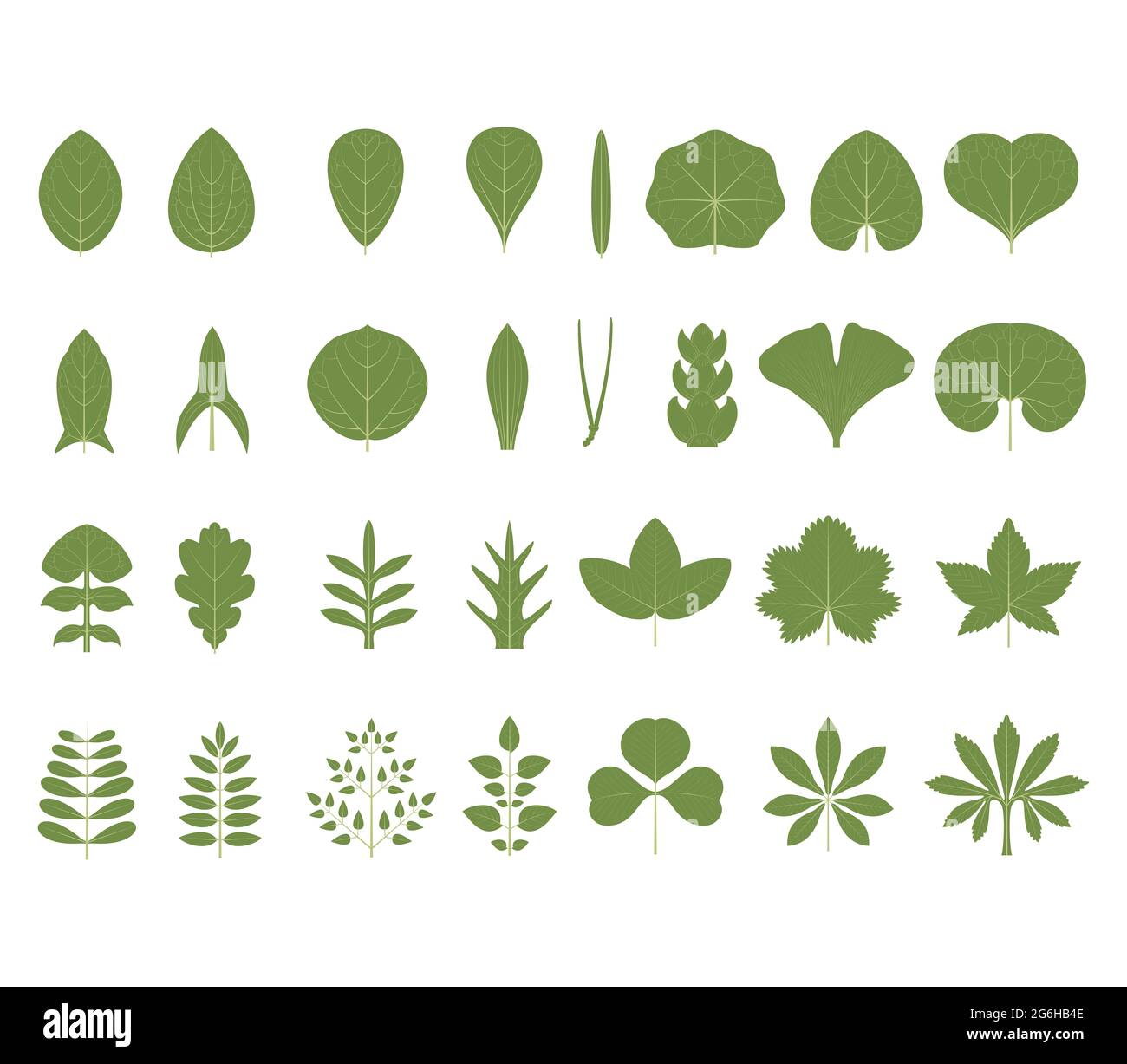 Types de feuilles. Isolé Banque D'Images