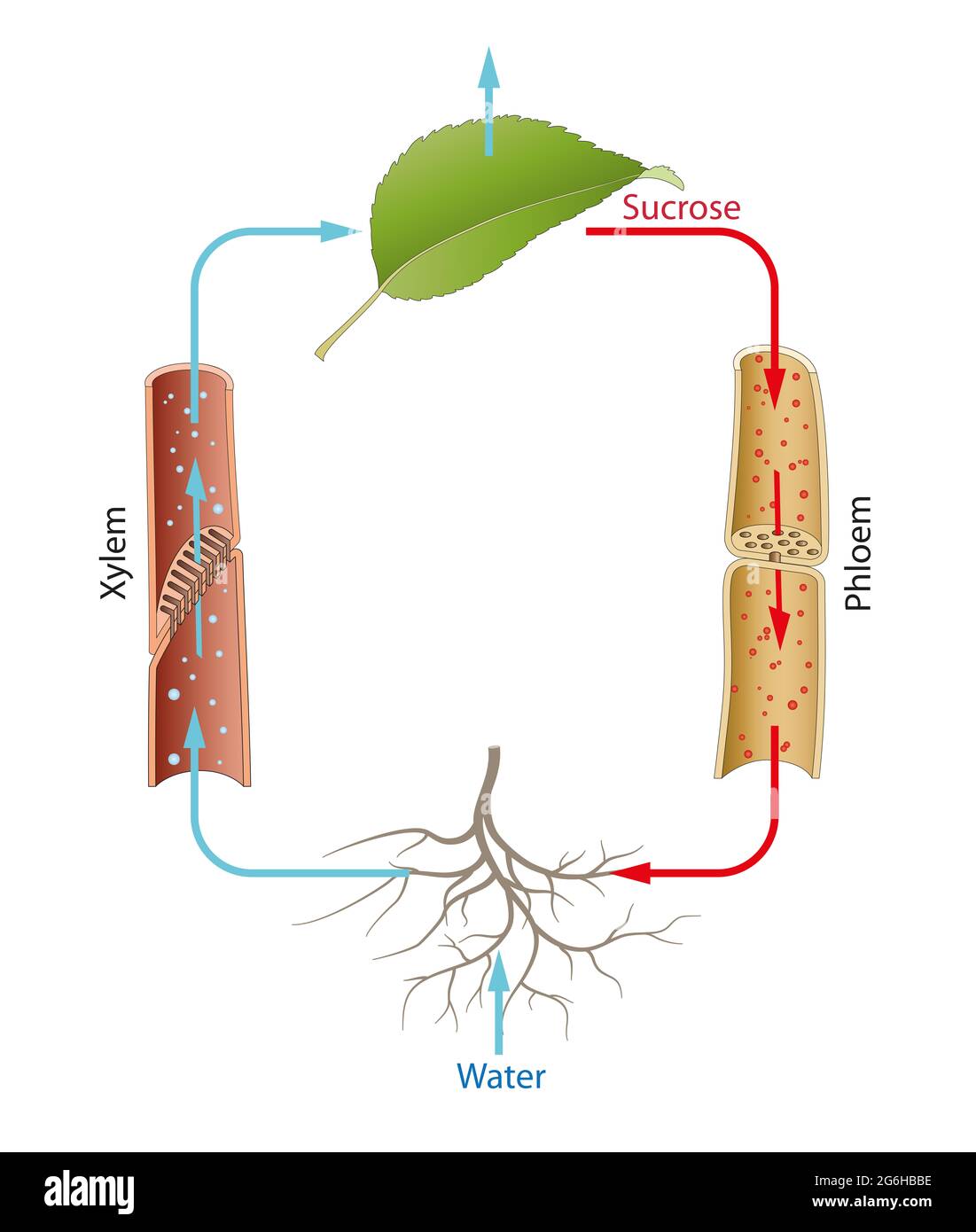 Métabolisme et transport dans les plantes. Transpiration Banque D'Images