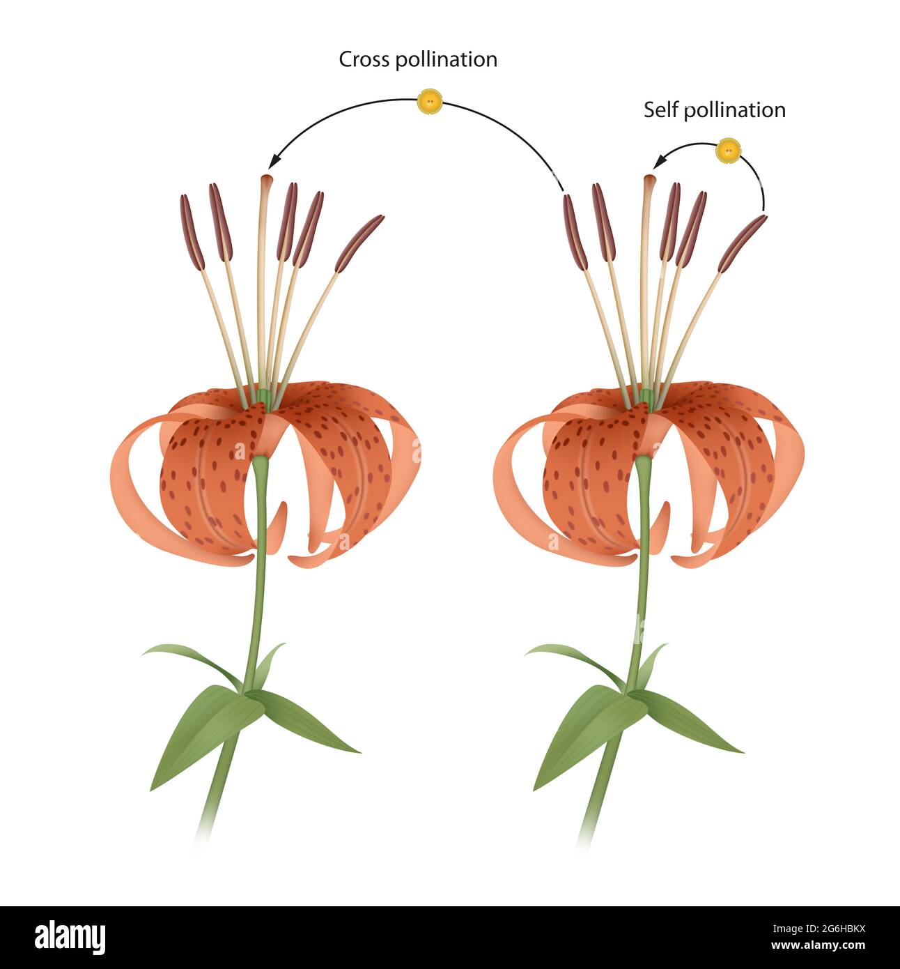 Le processus de pollinisation croisée et d'auto-pollinisation. Reproduction dans la plante Banque D'Images