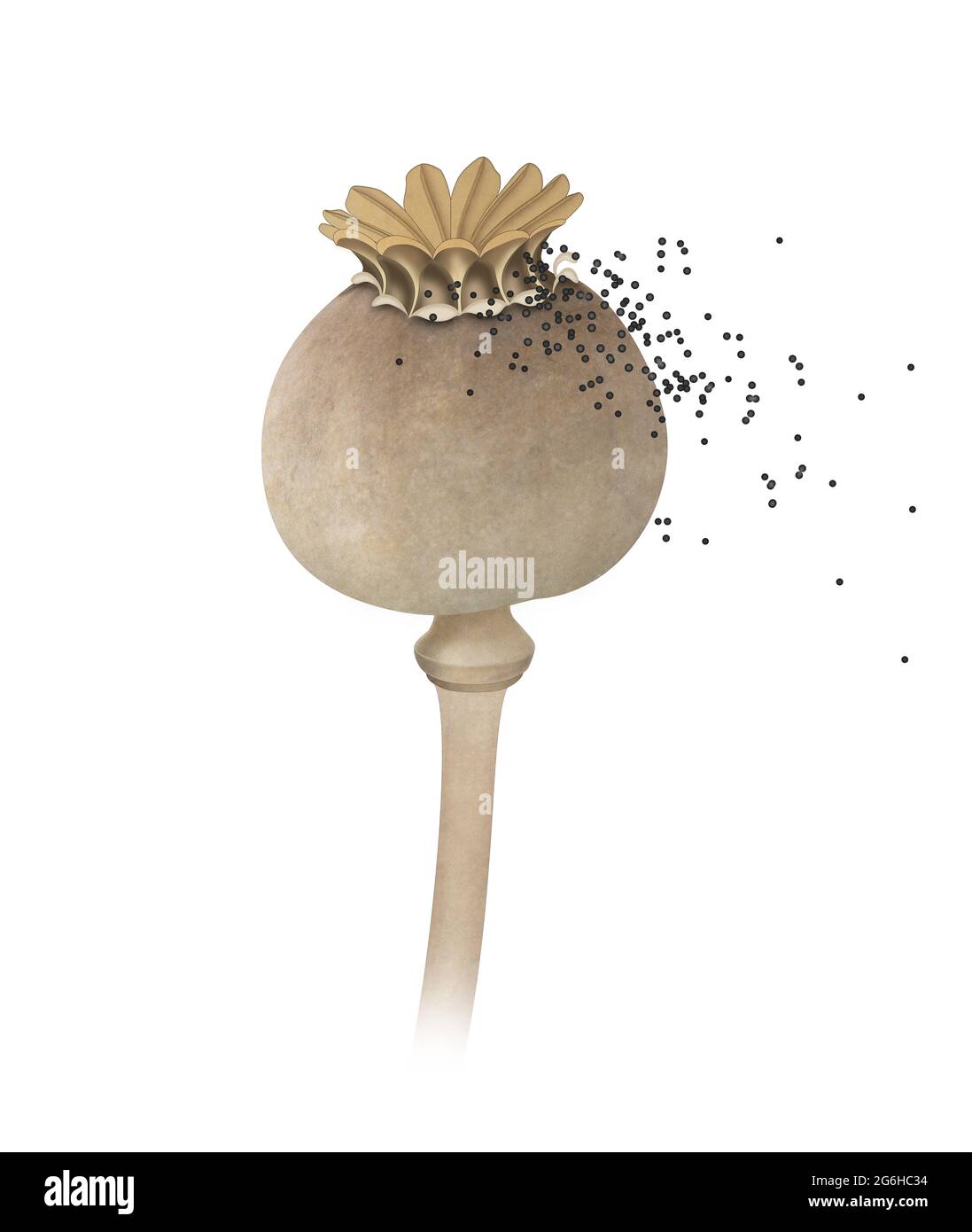 Tête de pavot et graines. Dispersion des graines Banque D'Images