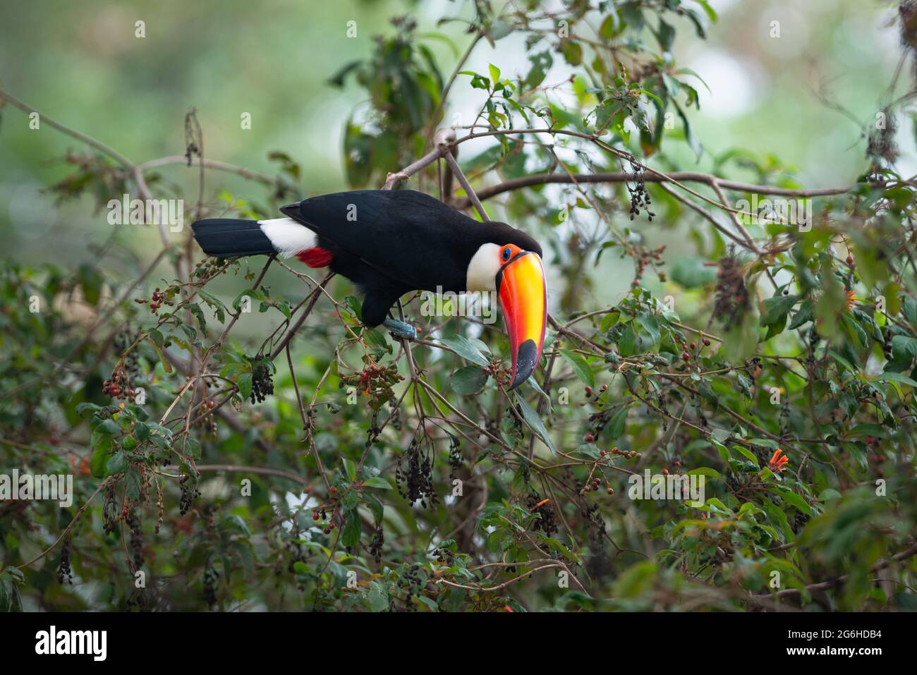 Un Toco Toucan (Ramphastos toco) manger des fruits dans une forêt brésilienne Banque D'Images