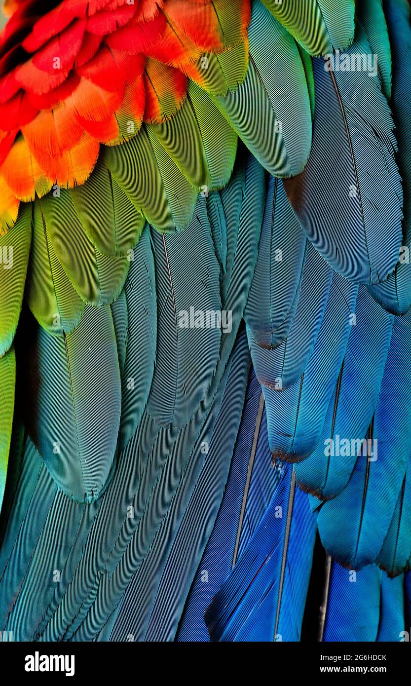 Détails de plumes d'ailes d'une Macaw rouge et verte Banque D'Images
