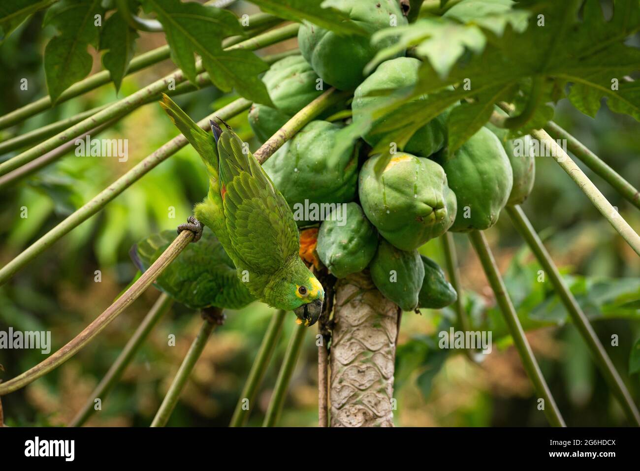 Un perroquet à fronton bleu (Amazona aestiva) mangeant sur un arbre papaye Banque D'Images
