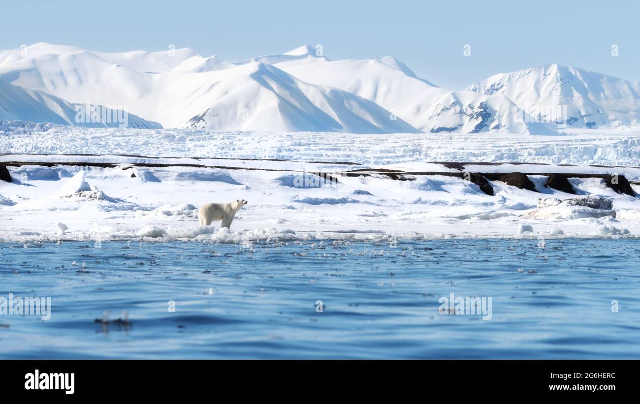 Des ours polaires femelles adultes se promènent le long de la banquise à Svalbard, un archipel norvégien entre la Norvège continentale et le pôle Nord. Il y a une couverture de neige Banque D'Images