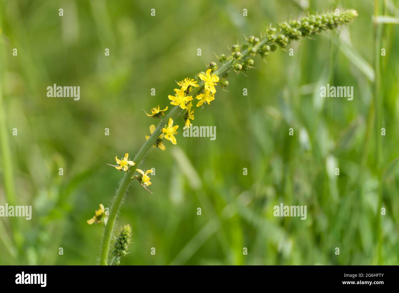L'agrimonie (Agrimonia eupatoria L) fleurit en été Banque D'Images