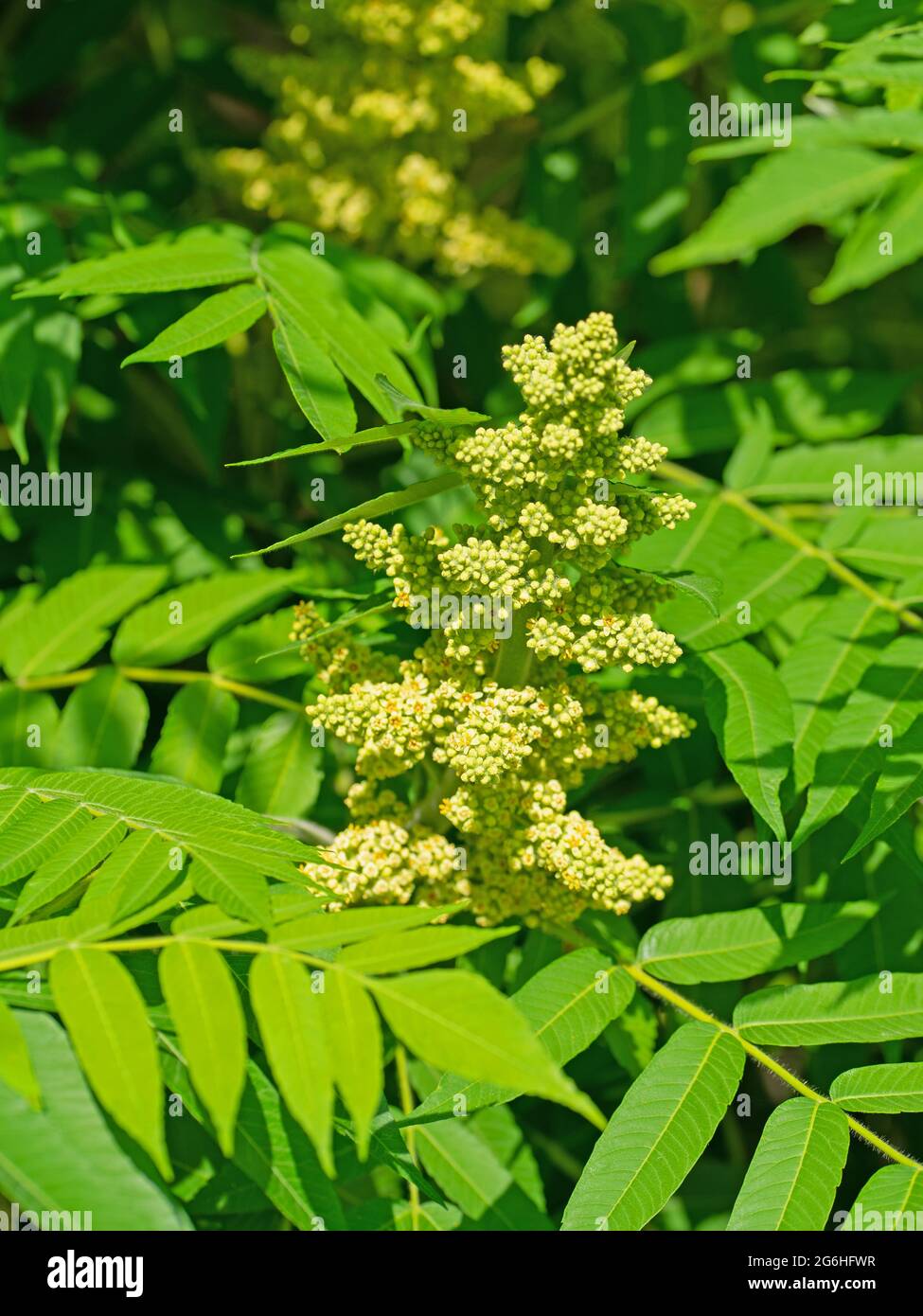 Boutons de fleurs de l'arbre de vinaigre, Rhus typhina Banque D'Images