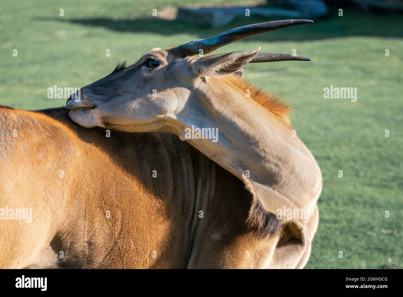 Photo détaillée de Common eland, l'oryx Taurotragus, en égratignure de son propre dos avec sa bouche sous un soleil éclatant. Antilope savane et plaines trouvée à l'est Banque D'Images