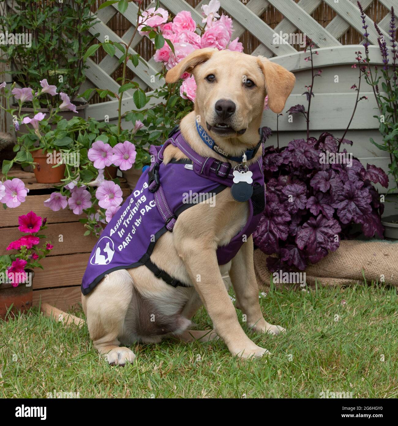 chien d'assistance Banque D'Images