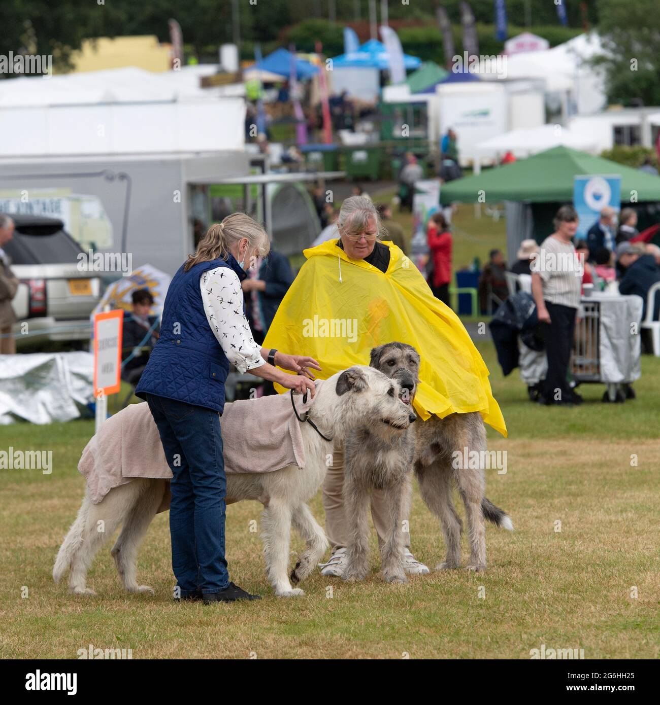 Irish wolfhounds lors d'un spectacle de chiens sous la pluie Banque D'Images